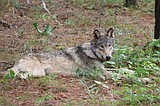 US won't restore protections for wolves in Rockies, proposes national recovery plan