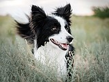 Strategies for detecting and preventing pet cancer