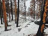PF Community Forest still mostly off limits