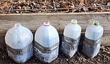 Get a jump on your spring garden with winter sowing
