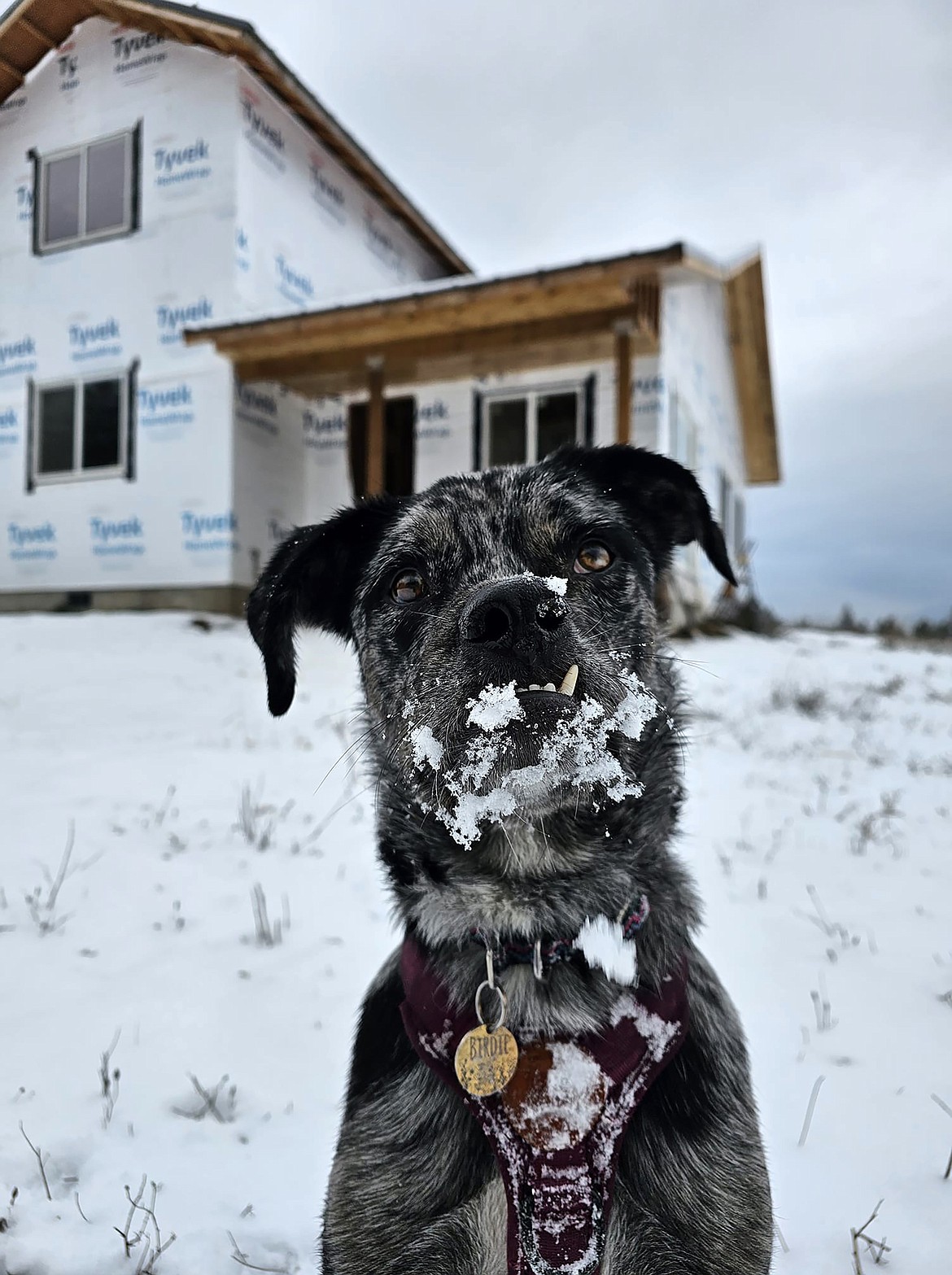 Kaylee LaDuca shared this Best Shot of a four-legged friend in response to a Daily Bee Facebook post asking readers to share their favorite recent photo. If you have a photo that you took that you would like to see run as a Best Shot or I Took The Bee send it in to the Bonner County Daily Bee, P.O. Box 159, Sandpoint, Idaho, 83864; or drop them off at 310 Church St., Sandpoint. You may also email your pictures to the Bonner County Daily Bee along with your name, caption information, hometown, and phone number to bcdailybee@bonnercountydailybee.com.