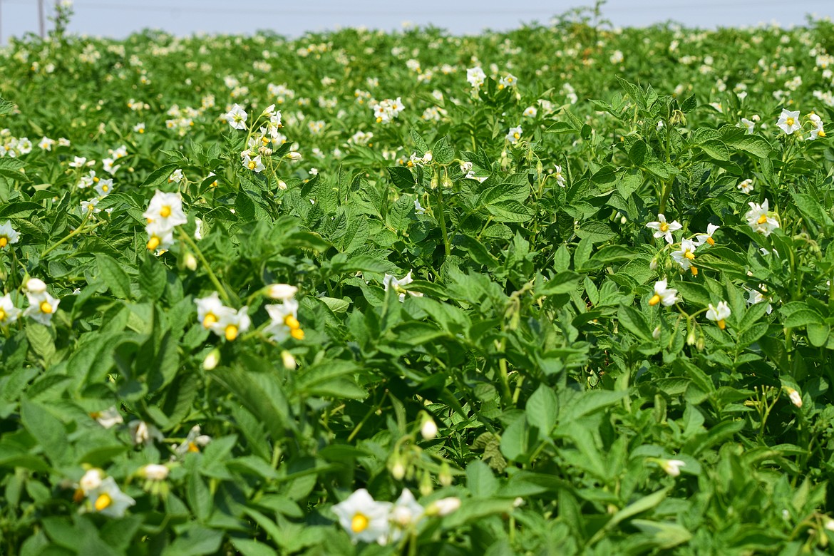 A field of potatoes in bloom south of Quincy. Potatoes and corn are both planted in the spring, meaning factors such as weather, variety, timing and equipment all play an important role when it comes time to plant.