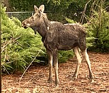 Moose Moment
