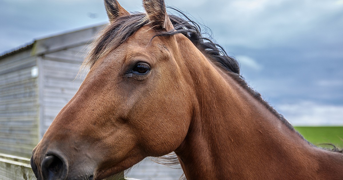 Staying on guard against equine colitis Coeur d'Alene Press