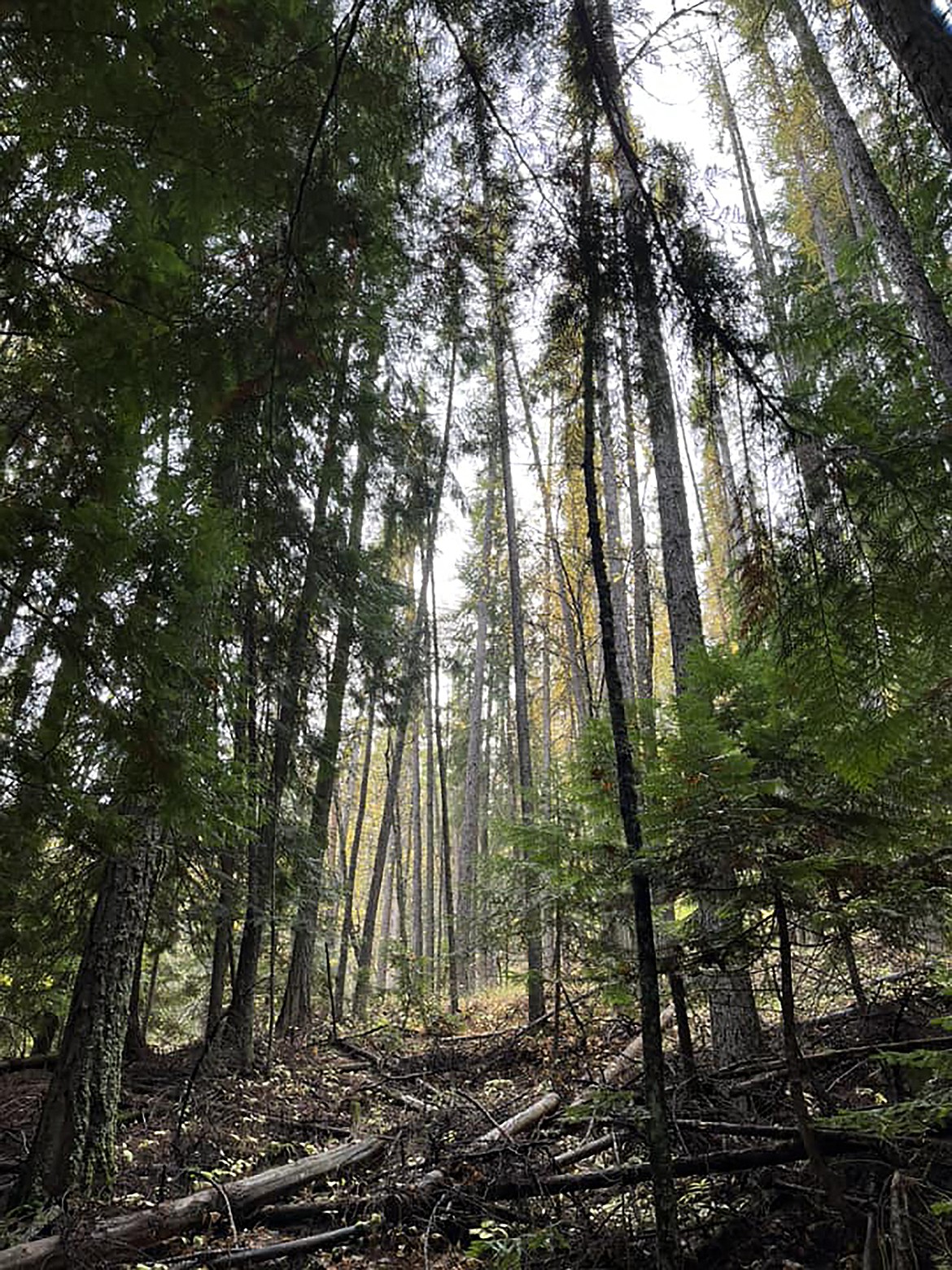 Wallace Brady shared this Best Shot of the Kootenai National Wildlife Refuge. If you have a photo that you took that you would like to see run as a Best Shot or I Took The Bee send it in to the Bonner County Daily Bee, P.O. Box 159, Sandpoint, Idaho, 83864; or drop them off at 310 Church St., Sandpoint. You may also email your pictures to the Bonner County Daily Bee along with your name, caption information, hometown, and phone number to bcdailybee@bonnercountydailybee.com.