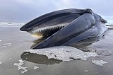 A fin whale decomposing on an Oregon beach creates a sad but 'super educational' spectacle