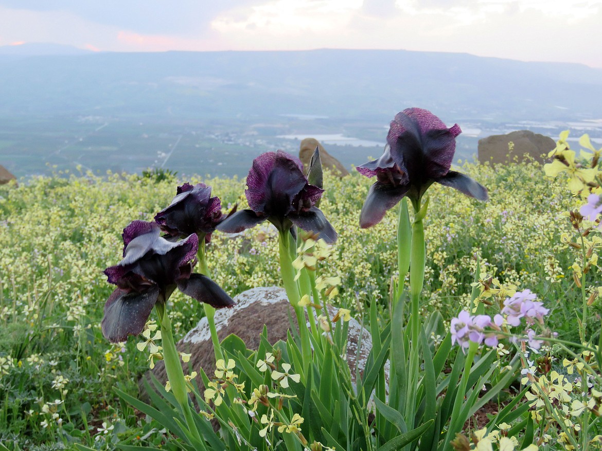 Another enthusiastic grower here is the iris — both Siberian ("Ruffled Velvet") and the standard "flag" — which is available in several nearly black coloration choices.