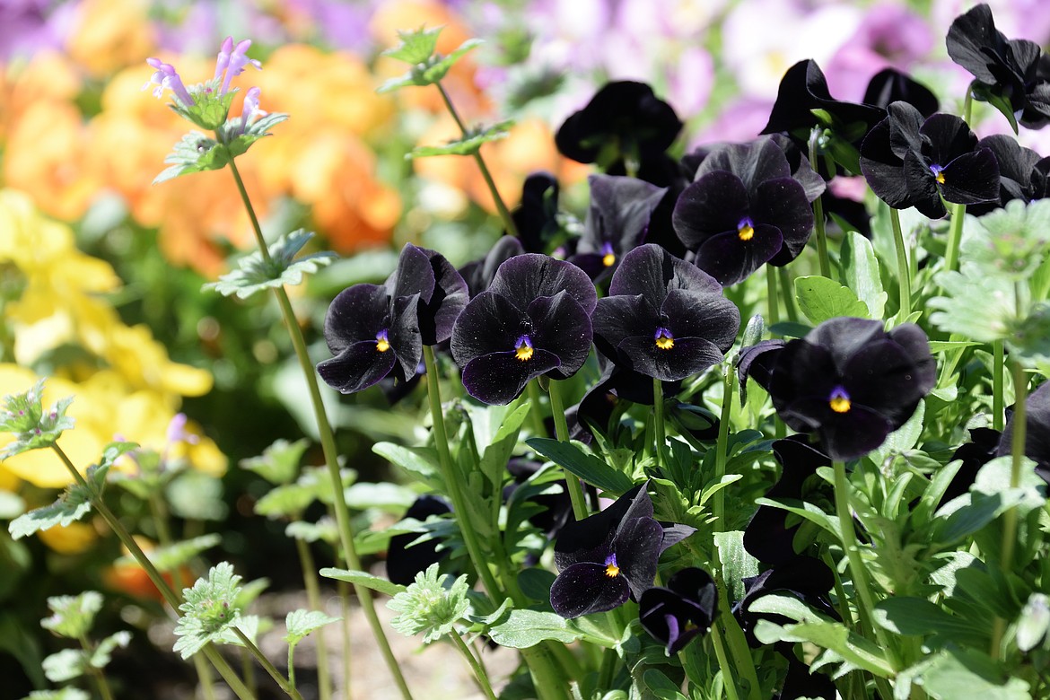 Black is the color of my true love's … garden? | Bonner County