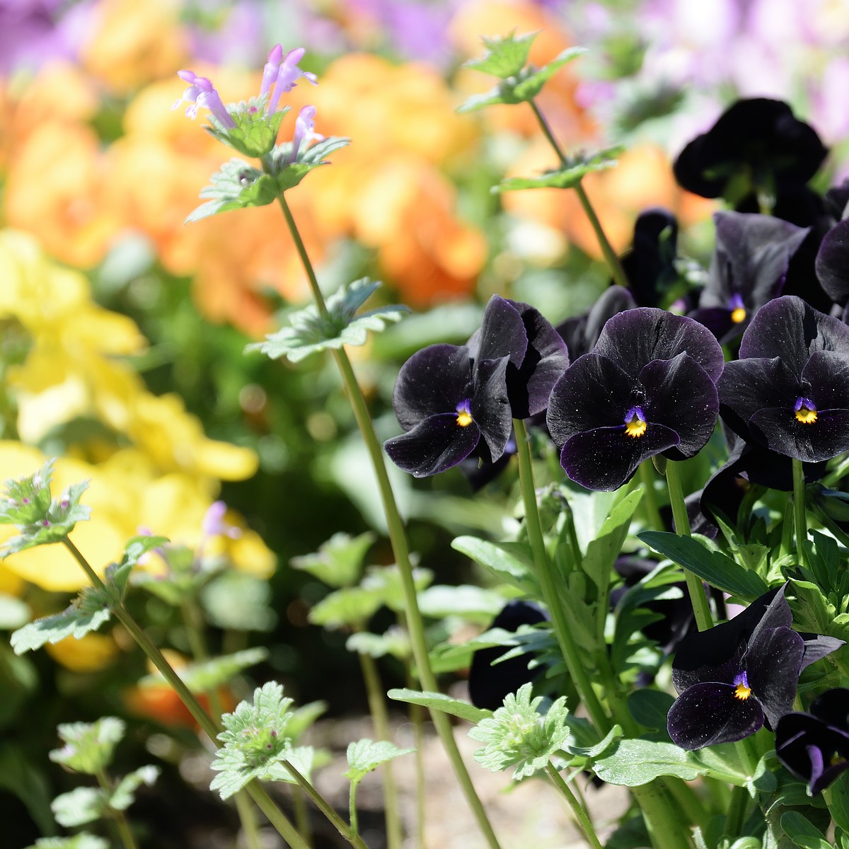 Black is the color of my true love's … garden? | Bonner County