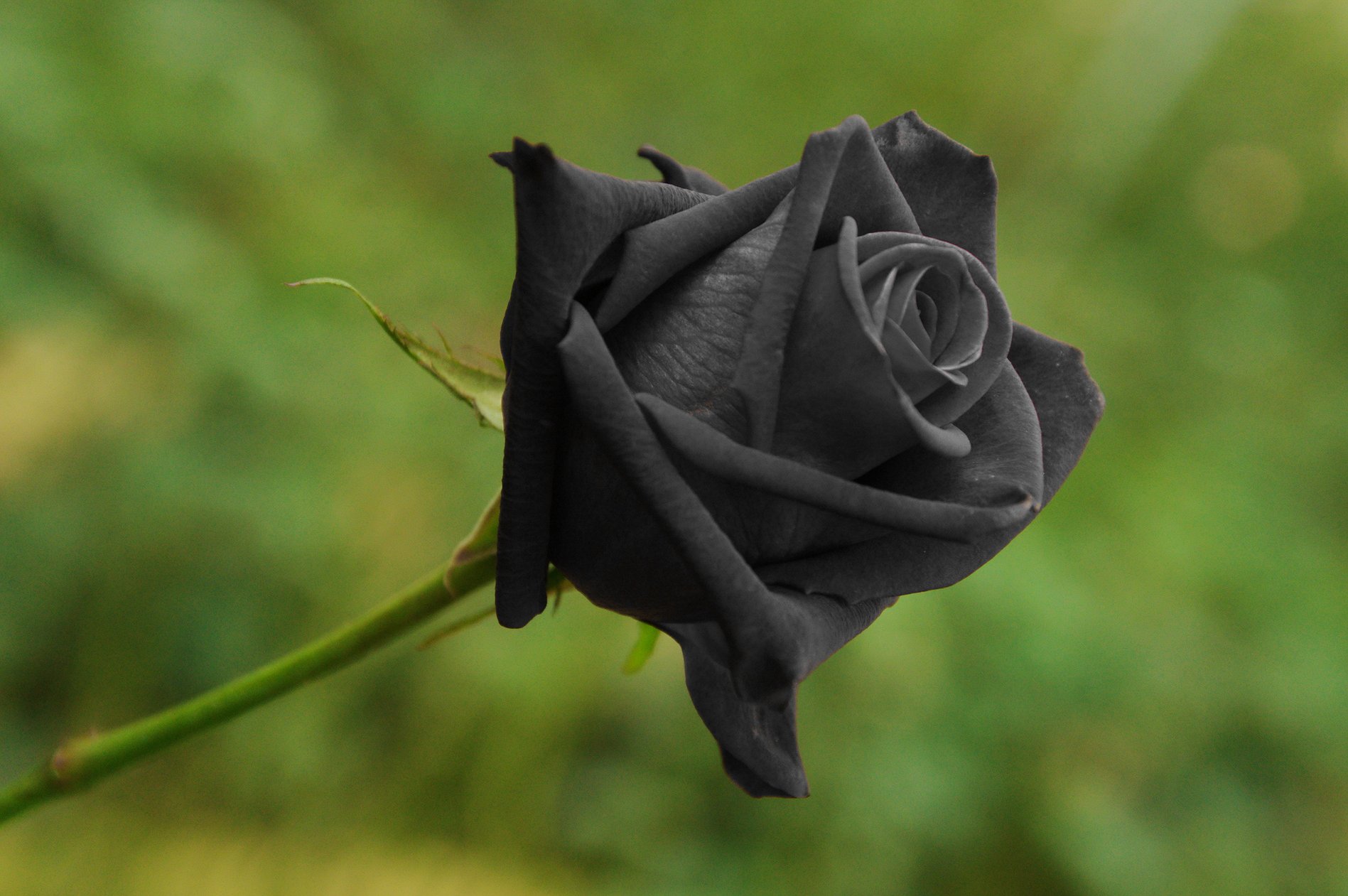 Black_Rose_Garden_Valle_Shutte