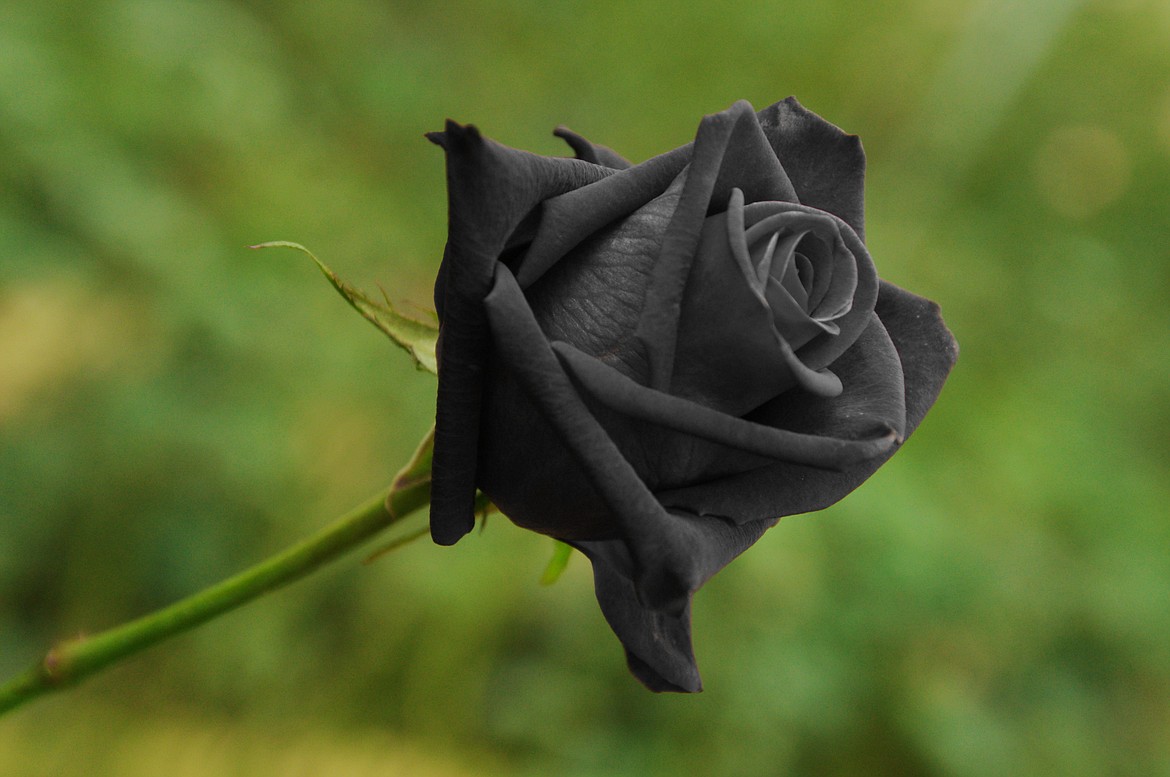 Black roses, such as the "Black Jade," or the hardy shrub rose "Black Gold" have buds of darkest velvet black and are available at stores selling heirloom and old garden roses.