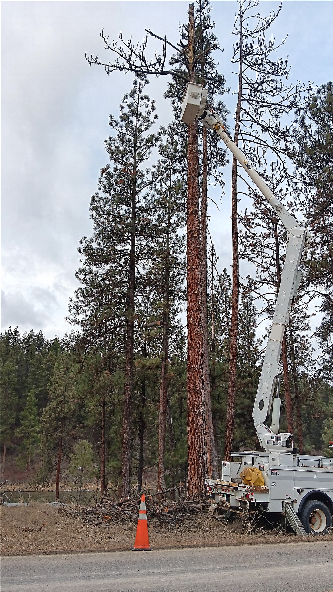 As orange cones are showing up on I-90, Missoula Electric Co-op is getting a jump on spring as well. A rotten Ponderosa pine at the Forest Grove Fishing Access site is trimmed and topped just in case a big wind shows up where it could fall into a secondary electrical line of theirs, or onto east Mullan Road.