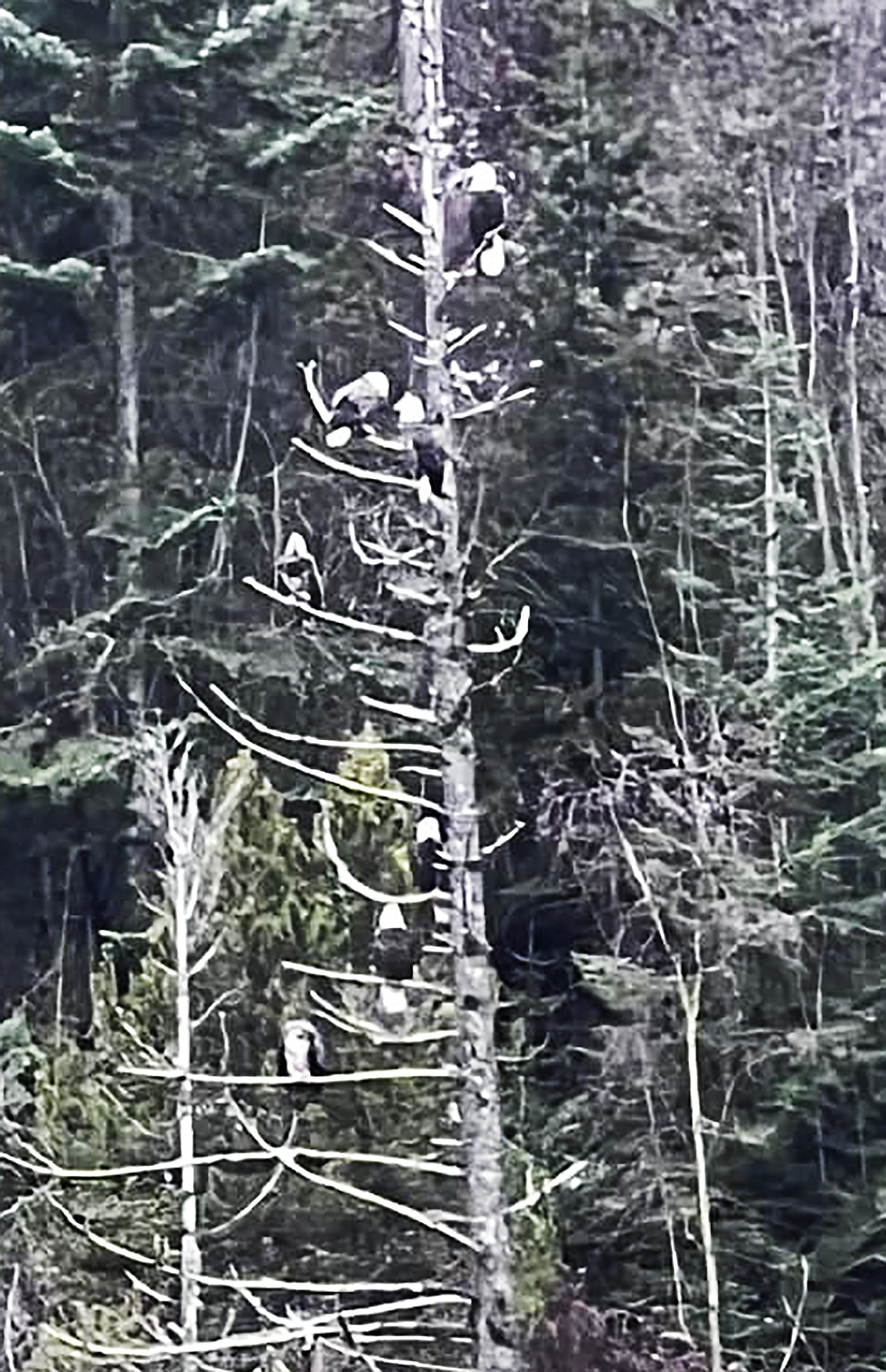 Jill Eberley shared this Best Shot of eagles hanging out in the Higgins Point area recently. If you have a photo that you took that you would like to see run as a Best Shot or I Took The Bee send it in to the Bonner County Daily Bee, P.O. Box 159, Sandpoint, Idaho, 83864; or drop them off at 310 Church St., Sandpoint. You may also email your pictures to the Bonner County Daily Bee along with your name, caption information, hometown, and phone number to bcdailybee@bonnercountydailybee.com.