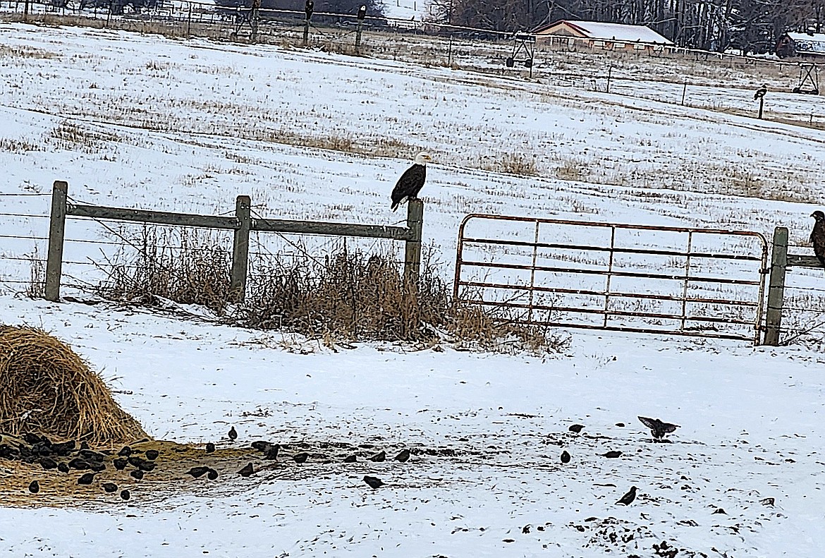 A big bald eagle watches as smaller birds pick up snacks around Bob Bell's Kick Start Compost mounds of product. (Berl tiskus/Leader)