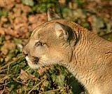 Cougar attacks cyclist