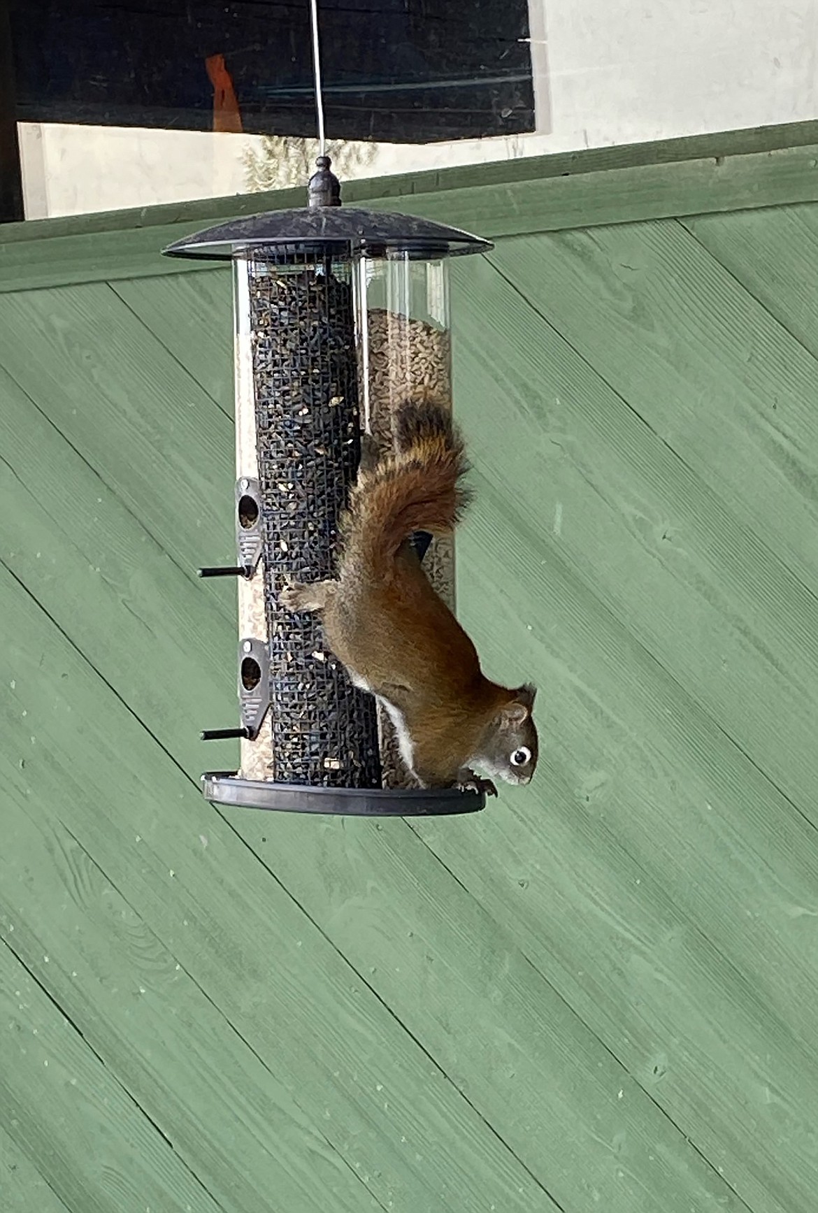 Lew Wetzel this Best Shot of a squirrel-proof feeder at work. If you have a photo that you took that you would like to see run as a Best Shot or I Took The Bee send it to the Bonner County Daily Bee, P.O. Box 159, Sandpoint, Idaho, 83864; or drop them off at 310 Church St., Sandpoint. You may also email your pictures to the Bonner County Daily Bee along with your name, caption information, hometown, and phone number to news@bonnercountydailybee.com.