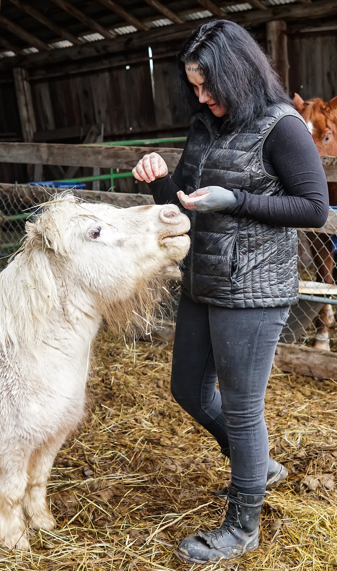 Starlit the mini horse shows appreciation as Samantha Elliott gives her a couple of morning treats on Feb. 21.