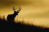 Northwest Hunt Fest coming to Coeur d’Alene