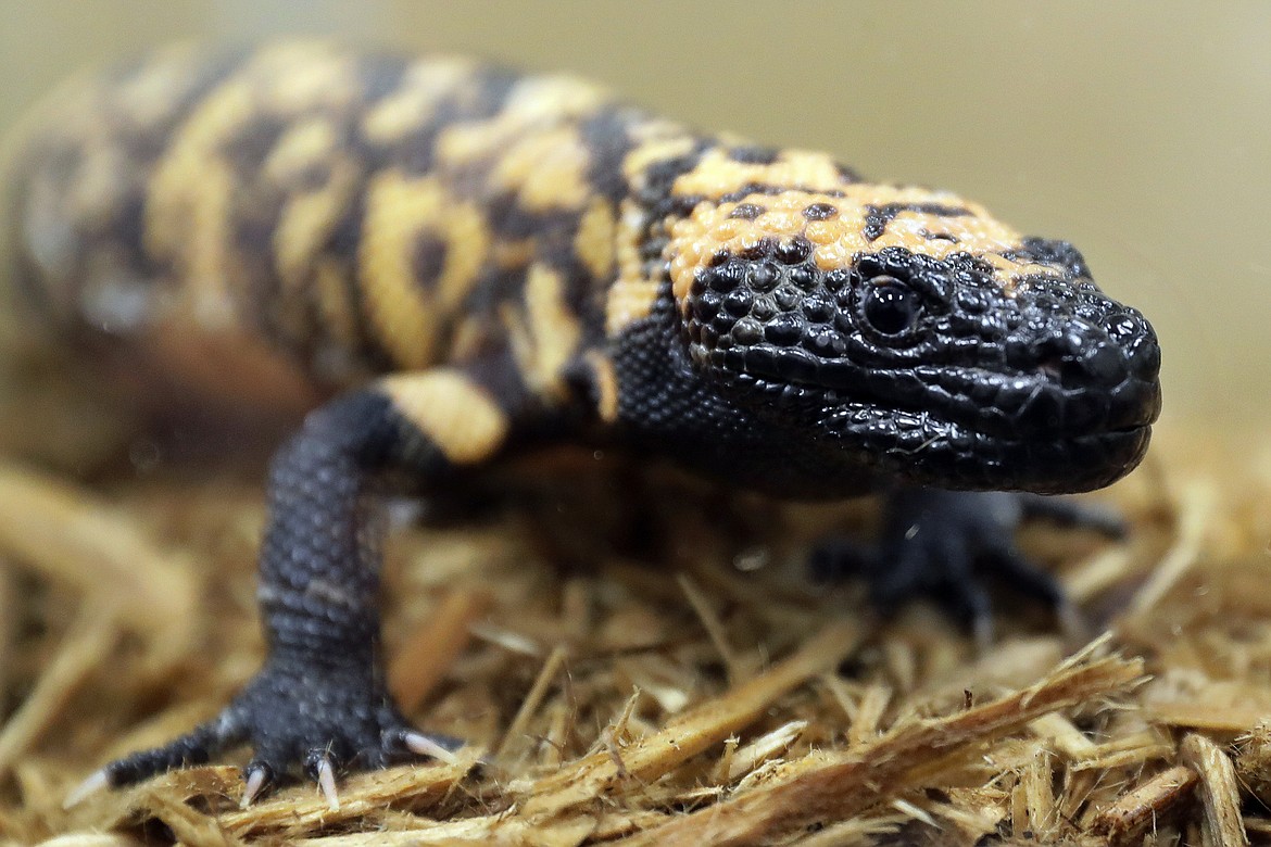 A Gila monster is displayed at the Woodland Park Zoo in Seattle, Dec. 14, 2018. A 34-year-old Colorado man has died on Friday, Feb. 16, 2024, after being bitten by his pet gila monster in a very rare occurrence. Gila monster bites are often painful to humans, but normally aren't deadly, experts say. (AP Photo/Ted S. Warren, File)