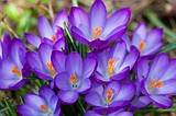 'Spring'