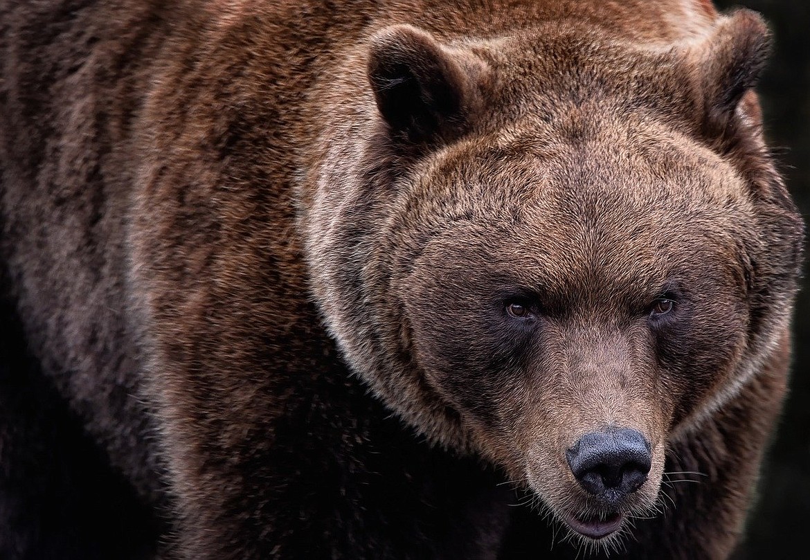 State misses the mark on grizzly delisting