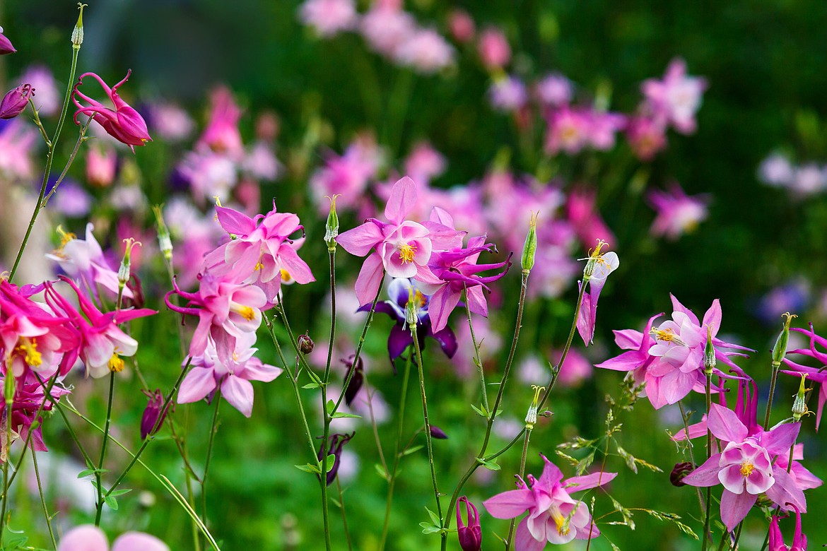 Sometimes the most fragile-looking, airy plant — such as the columbine — prove to be among the toughest of all.