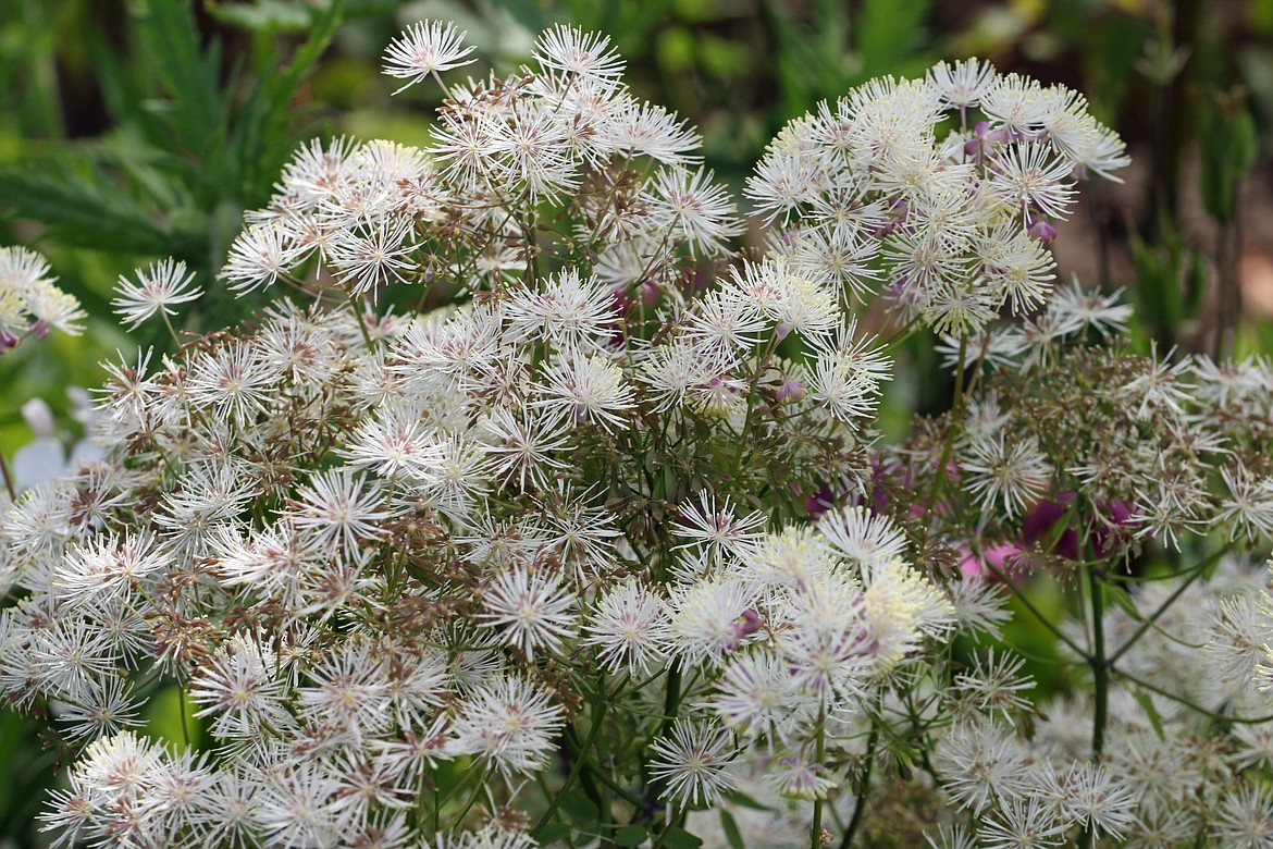 Meadow rue (Thalictrum aquilegifolium) is a columbine cousin, sharing the same rounded, indented, sometimes ruffled (or even variegated) leaves but with sprays of fluffy flowers.