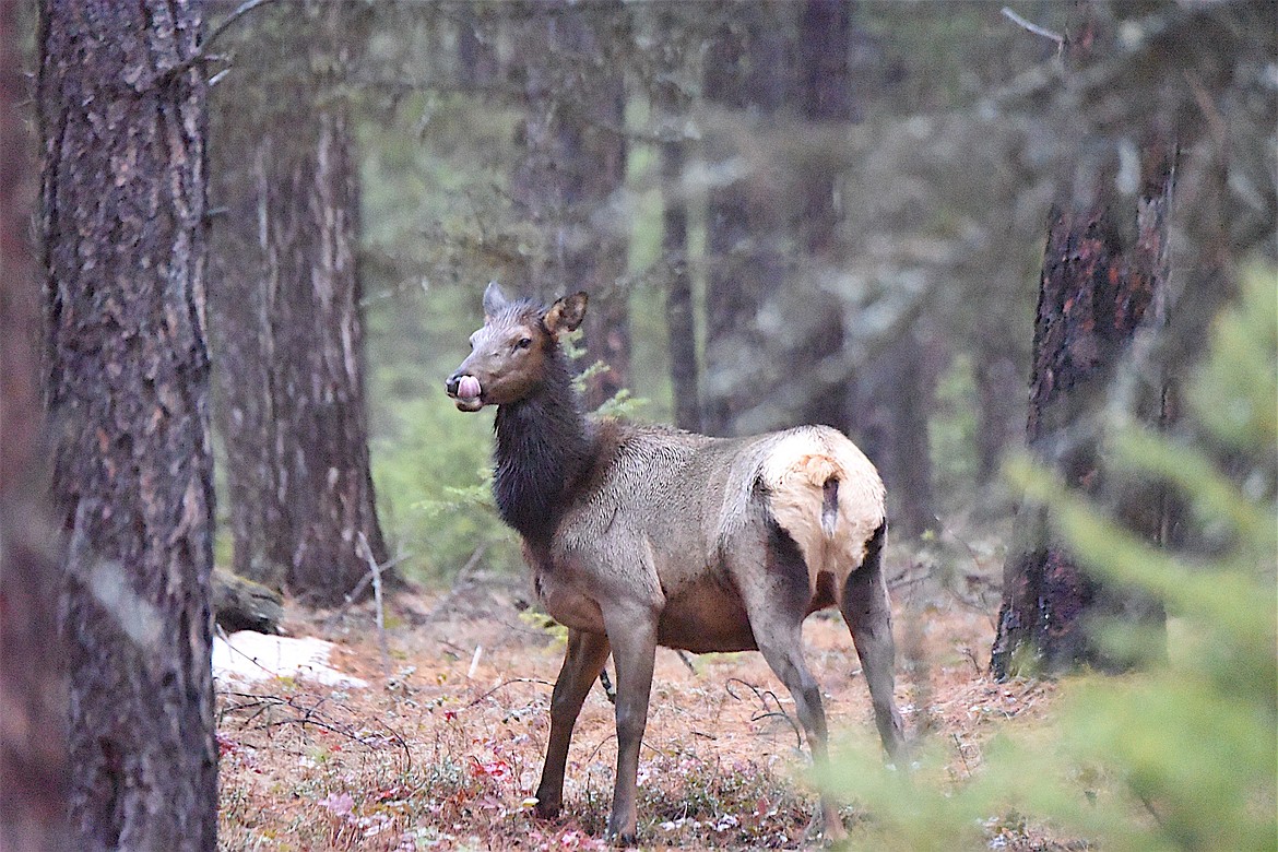 A cow elk seems to savor the rain that fell Sunday across Lincoln County. (Scott Shindledecker/The Western News)