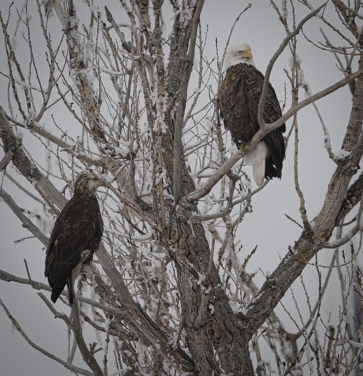 Adult and juvenile bald eagles. (Tracy Scott/Valley Press)