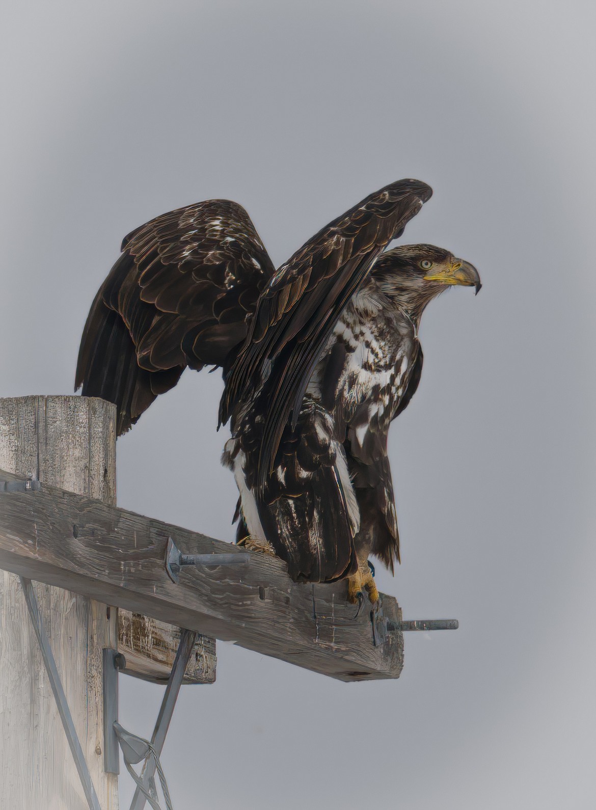 A juvenile bald eagle takes flight. (Tracy Scott/Valley Press)