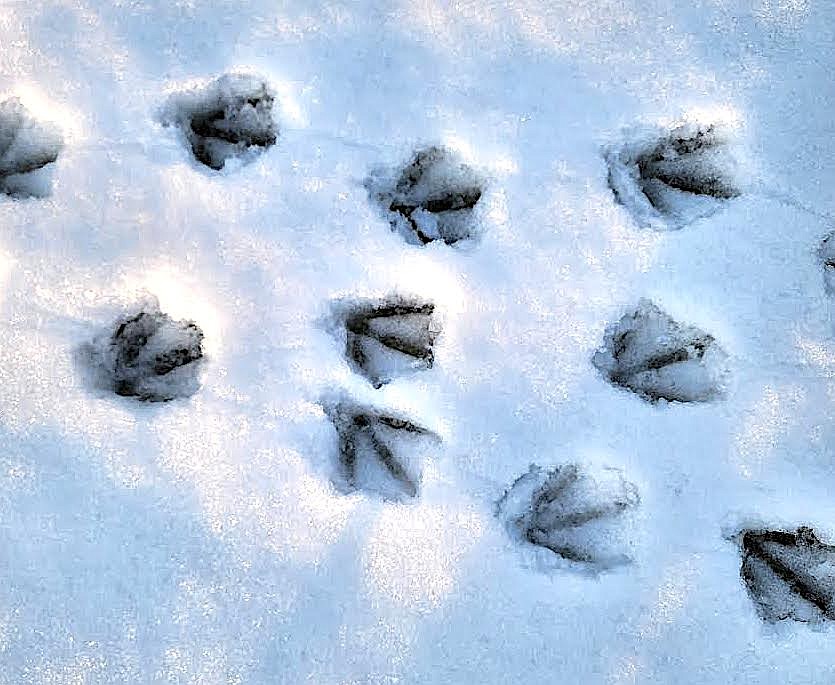 Canada Goose footprints in the snow are an interesting part of Montana state park camping areas in winter. (Berl Tiskus/Leader)