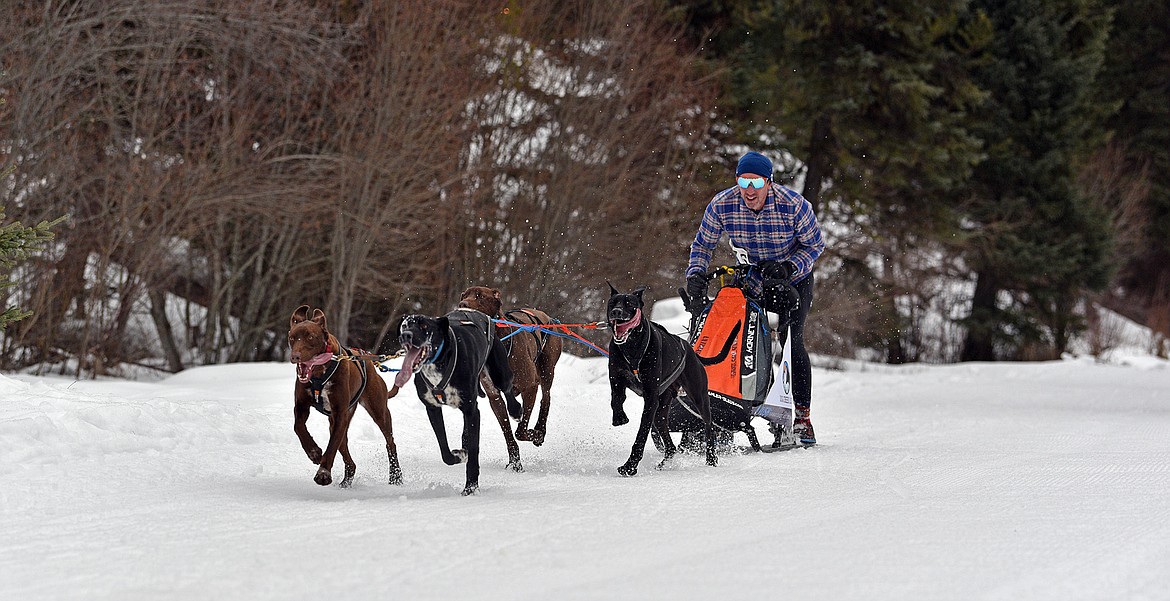 A four-dog sled races at the Flathead Classic in Olney. (Julie Engler/Whitefish Pilot)