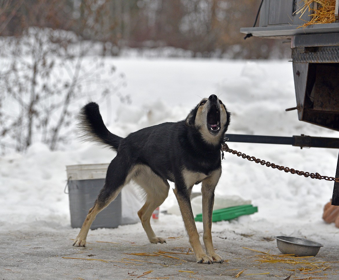 A participant barks during the Flathead Classic dog sled races at the Dog Creek Lodge in Olney. (Julie Engler/Whitefish Pilot)