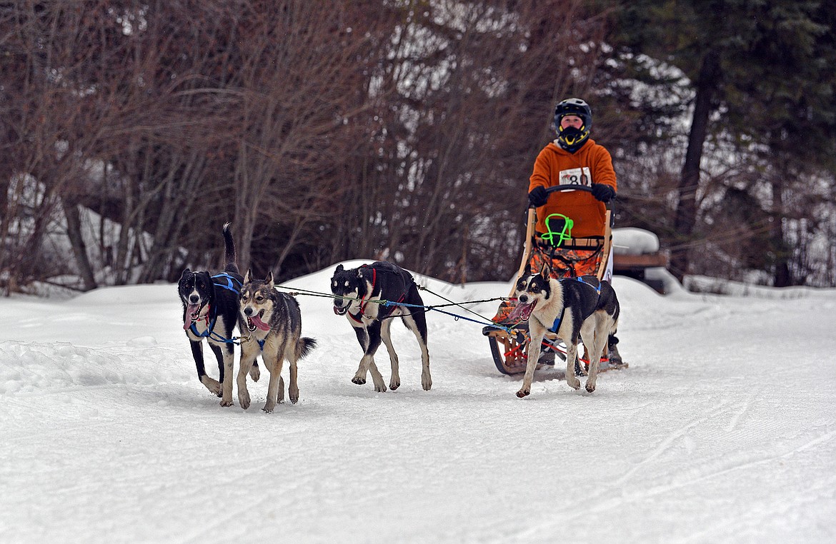 A four-dog sled races at the Flathead Classic in Olney. (Julie Engler/Whitefish Pilot)