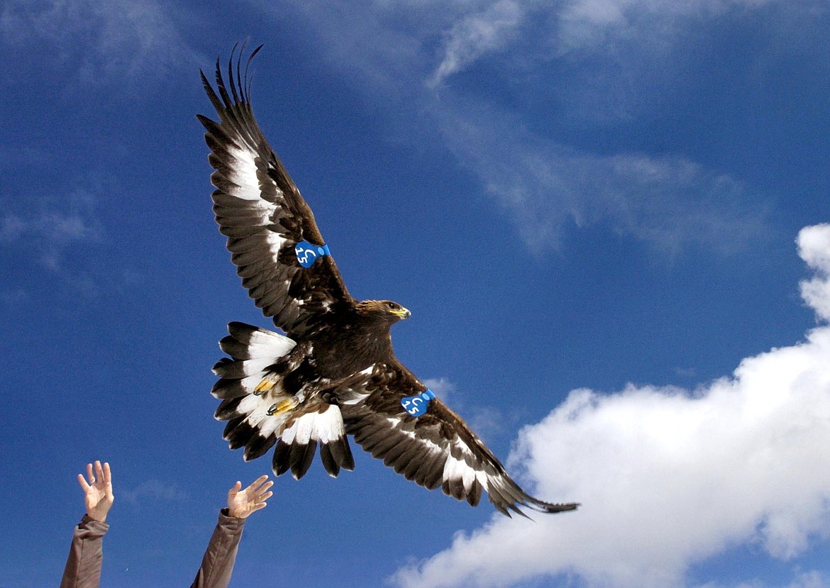 A young golden eagle is released above Rogers Pass by a wildlife biologist on Oct. 6, 2005, near Lincoln, Mont. A Washington state man accused of helping kill more than 3,000 birds including eagles on a Montana Indian reservation then illegally selling their parts intends to plead guilty to federal criminal charges. (Michael Gallacher/The Missoulian via AP, File)