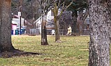 A walk in the park