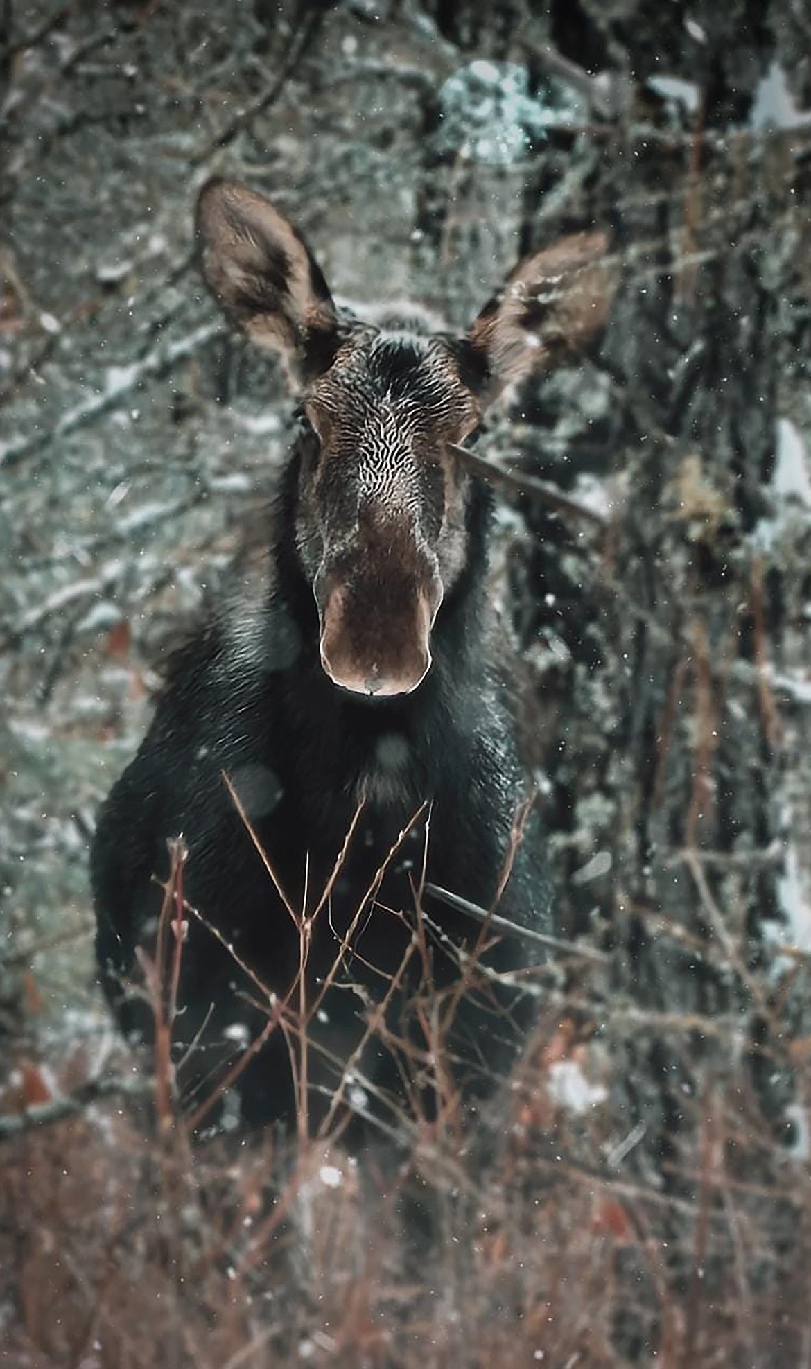 Ron Hardy shared this Best Shot of a majestic moose in response to a Daily Bee Facebook post asking readers to share their favorite recent photo. If you have a photo that you took that you would like to see run as a Best Shot or I Took The Bee send it to the Bonner County Daily Bee, P.O. Box 159, Sandpoint, Idaho, 83864; or drop them off at 310 Church St., Sandpoint. You may also email your pictures in to the Bonner County Daily Bee along with your name, caption information, hometown and phone number to news@bonnercountydailybee.com.