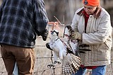 Ahead of ospreys' return, Flathead Audubon raises alarm over bailing twine