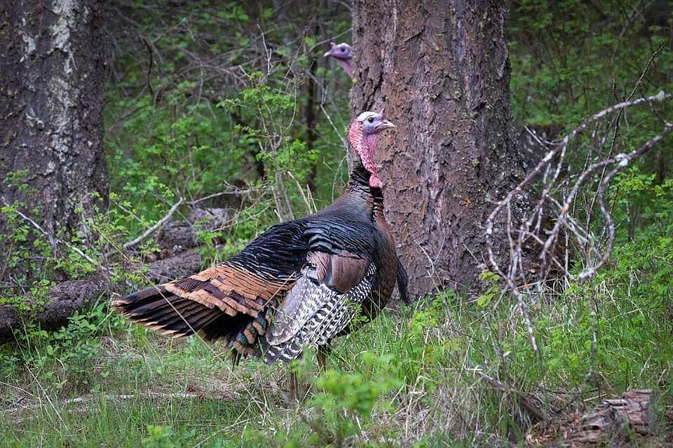 The North Idaho Panhandle Chapter of the National Wild Turkey Federation's inaugural Hunting Heritage Banquet is scheduled April 12 in Coeur d'Alene.