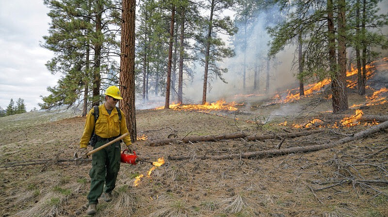 A Washington Department of Fish and Wildlife employee conducts a prescribed fire on WDFW-managed land in Eastern Washington. Prescribed fires mitigate the intensity of possible forest fires and restore forest health, according to the WDFW.