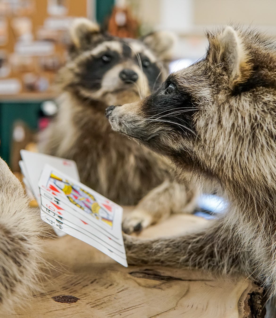 Taxidermy raccoons were playing cards at the Wild West Rustic Furniture booth.  They are a local company that specializes in hand made wooden furniture, but like to have fun with some of their displays.