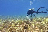 In Hawaii, coral is the foundation of life. What happened to it after the Lahaina wildfire?