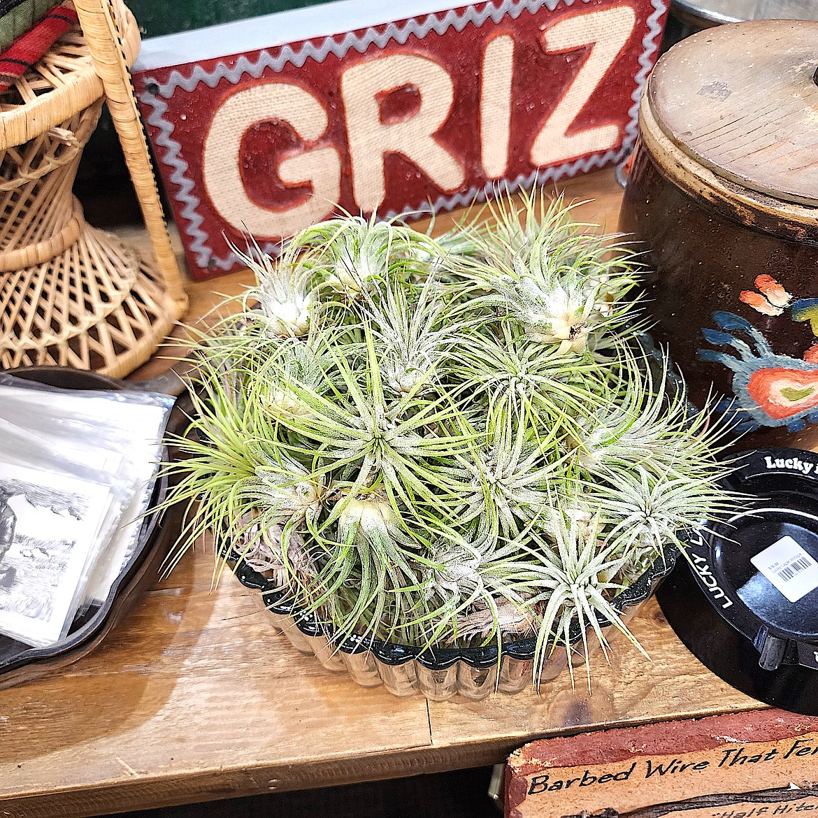 The Little Shop Montana stocks lots of air plants, some in this bowl and some in tiny wooden planters. (Berl Tiskus/Leader)