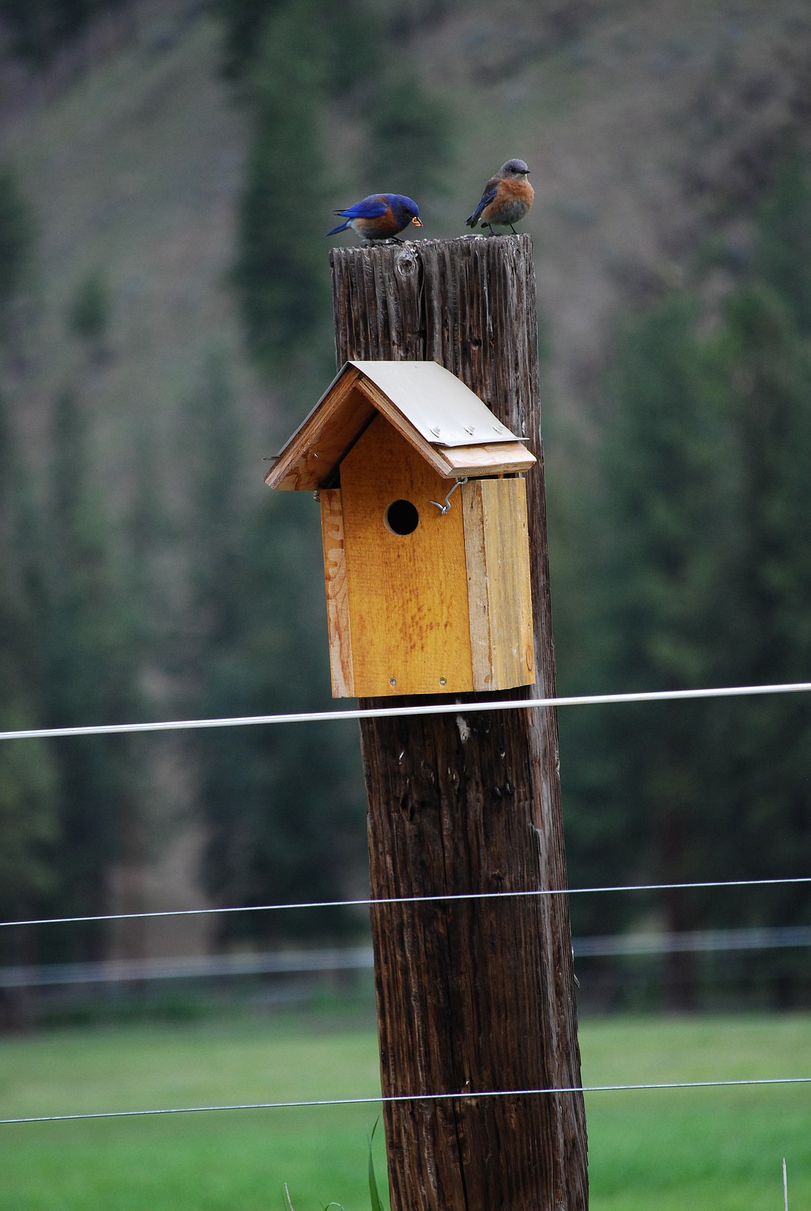 One of the bluebird houses in Mineral County. (Jane Brockway photo)