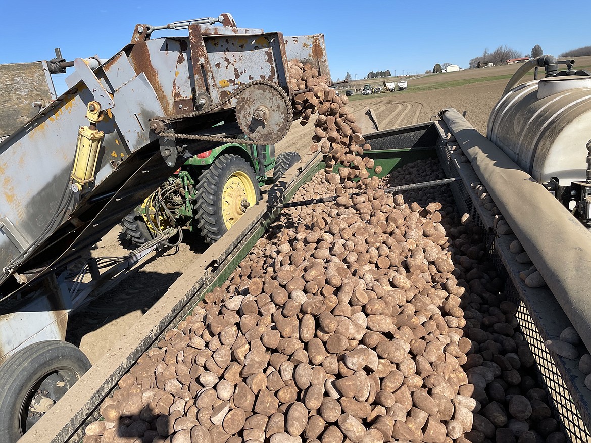 Seed potatoes are loaded into a planter to be sown in a field cultivated by Schneider Farms north of Pasco. Potatoes, onions and corn are all planted in the spring.
