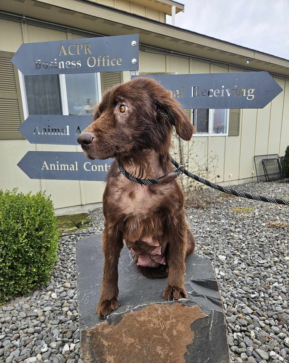 A dog taken in by Adams County Pet Rescue sits outside ACPR’s facility on Bench Road in Othello. Since the beginning of the year, ACPR has only accepted county dogs after declining the city’s contract for sheltering services.