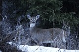 Orchard expansion in Canada's wine country stirs fears a key wildlife corridor will be harmed