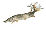 WDFW seeks public input on northern pike plan