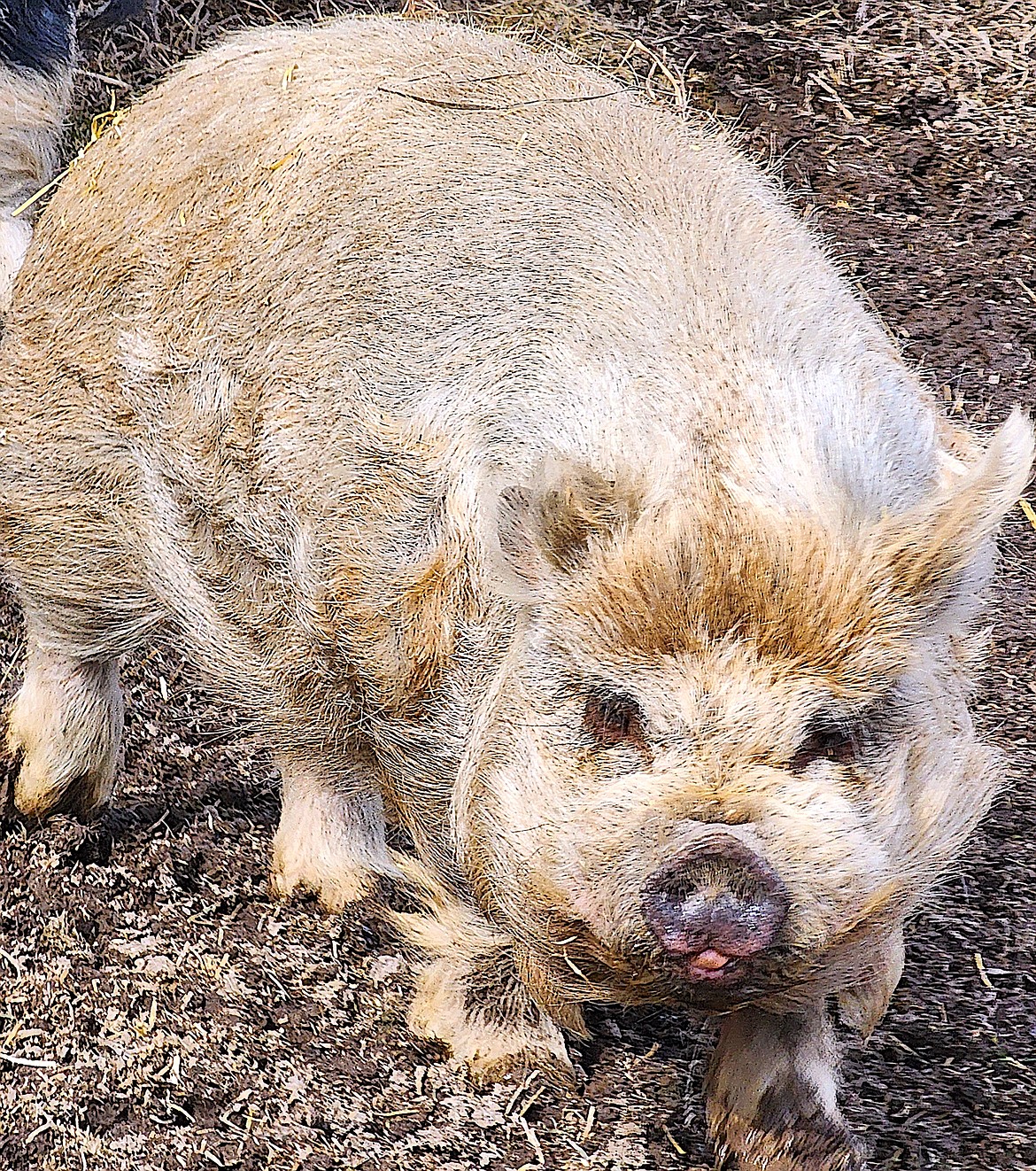 Kunekune pigs, originally from New Zealand, are born with thick hair and don't mind Montana's cool temperatures. (Berl Tiskus/Leader)