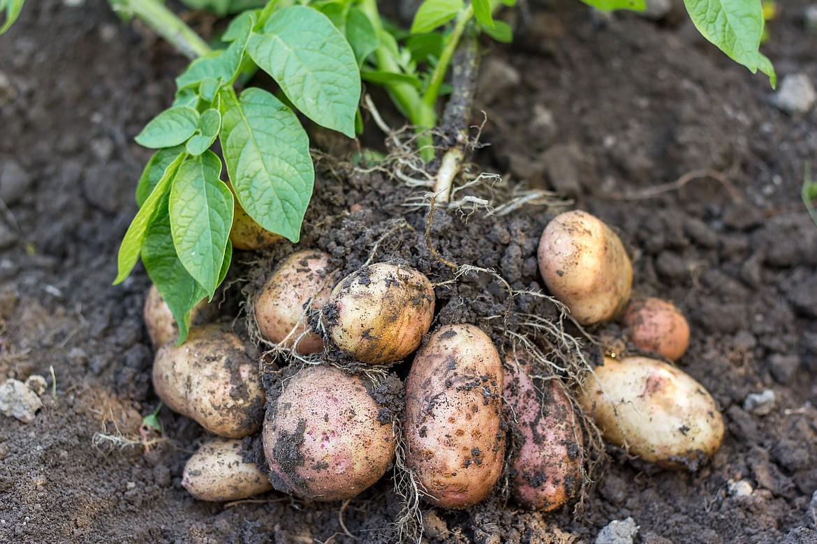 Distribution between small, medium and large size patches of potato of